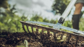 ABC zakładania trawnika w sierpniu